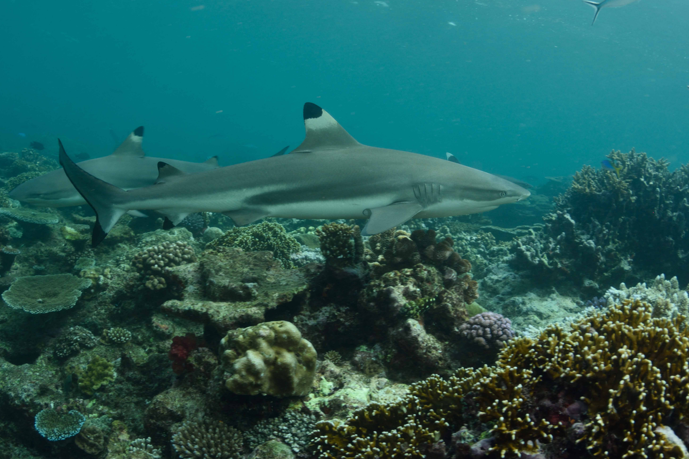 193 beqa island.webp